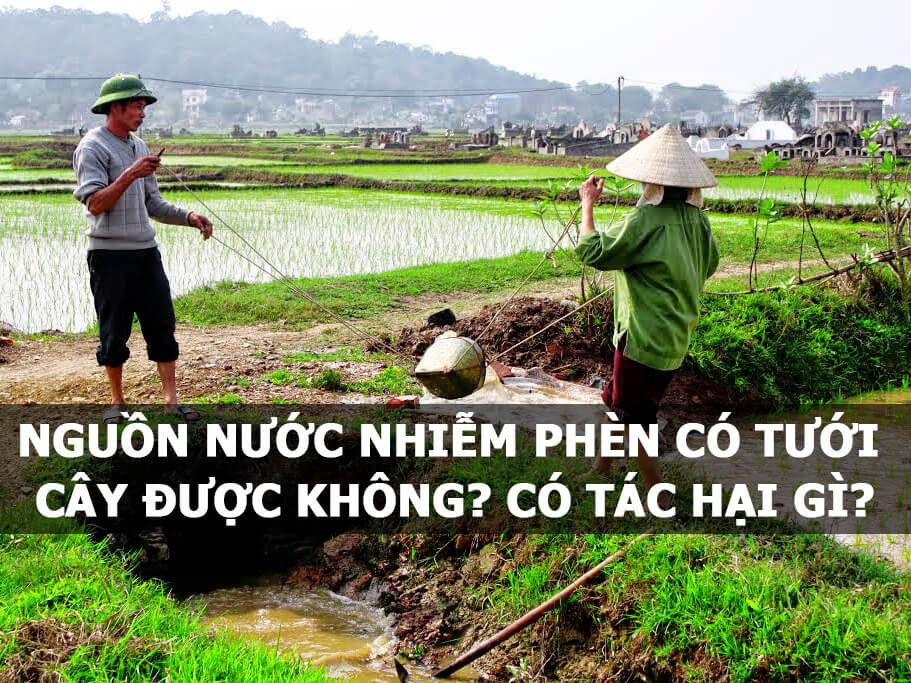Có nên dùng nước bị nhiễm phèn để tưới cây không? Tác hại và cách xử lý
